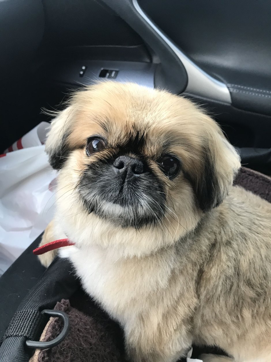 Pekingese face