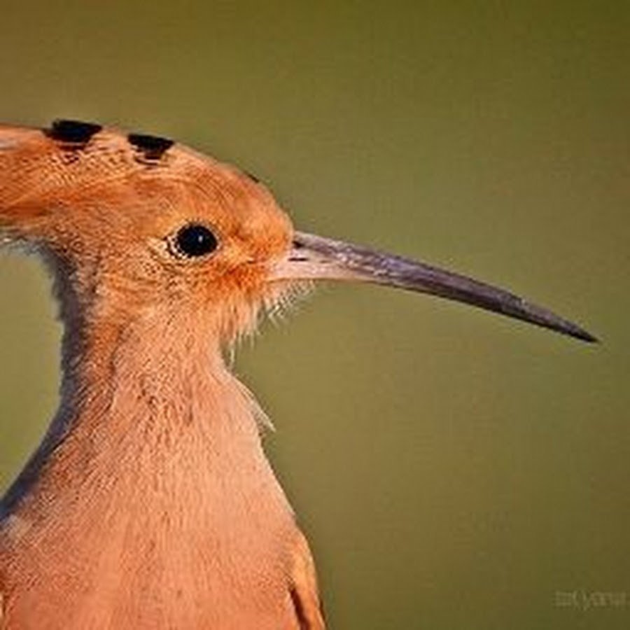 Дрозд пересмешник