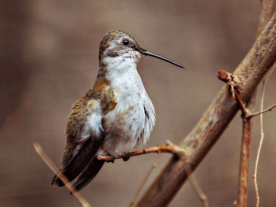 Маленькая птичка с длинным тонким клювом
