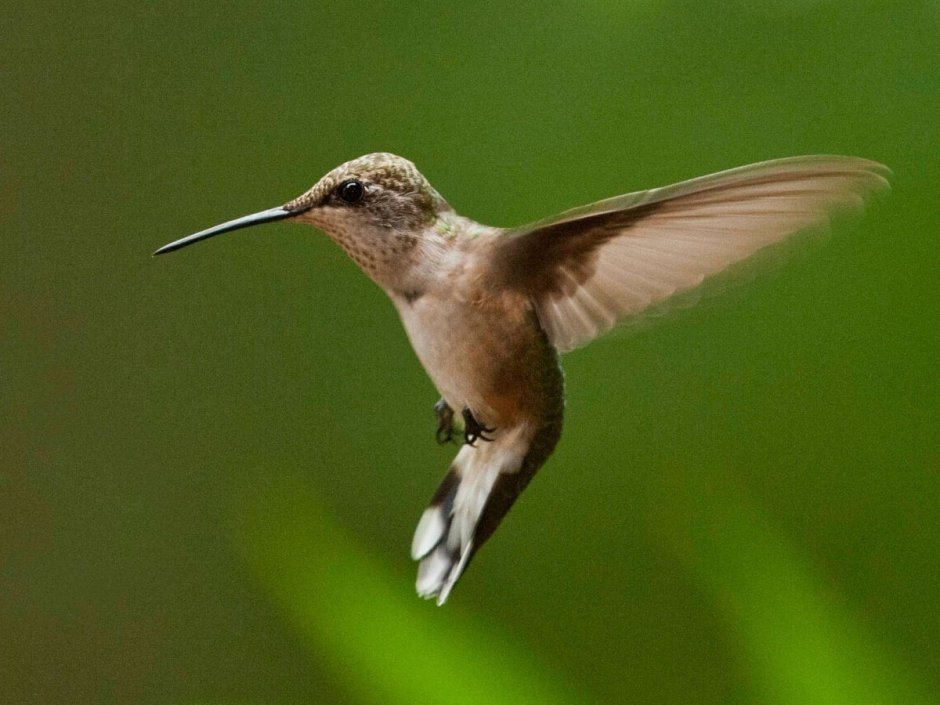 Колибри Калипта Коста