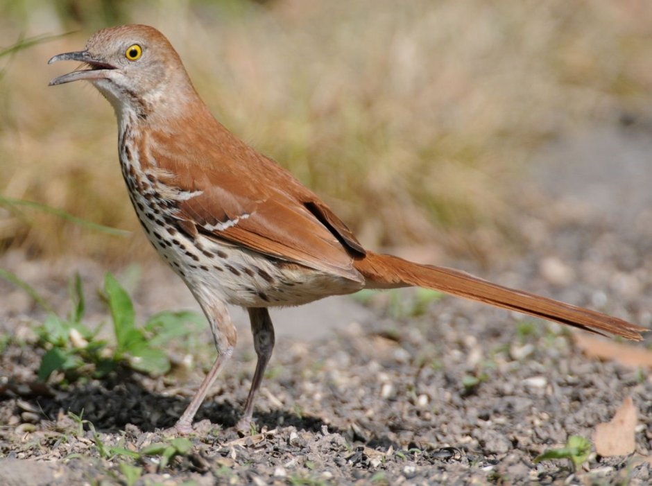 Бело коричневая птица