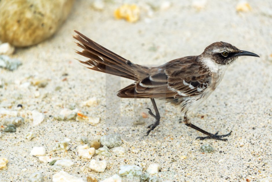 Зеленая птица с длинным носом Подмосковье