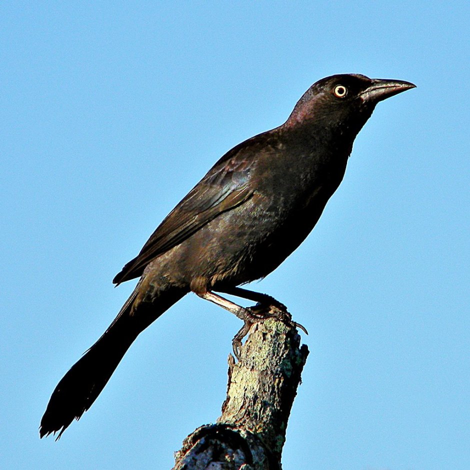 Черная птица