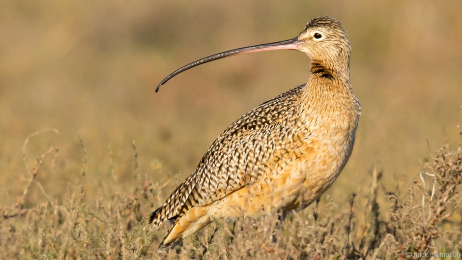 Белый Аист, кроншнеп