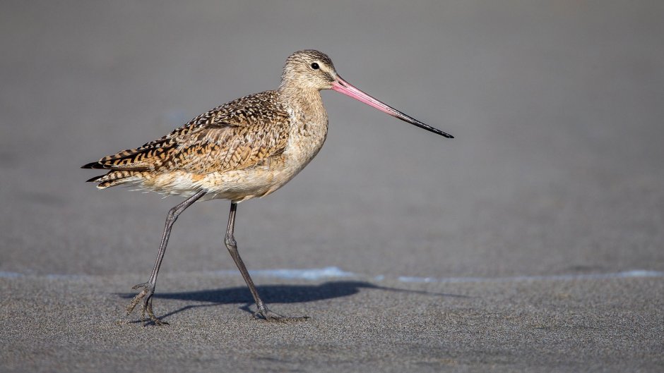 Дупель и Бекас