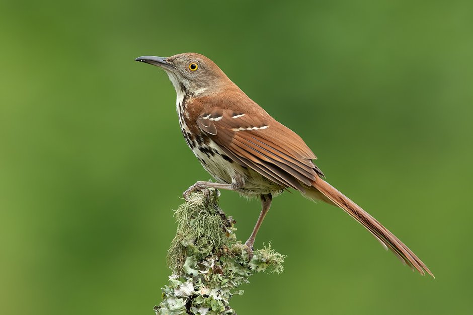 Североамериканский певчий пересмешник