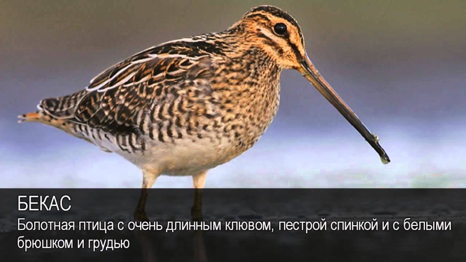 Кулик Бекас