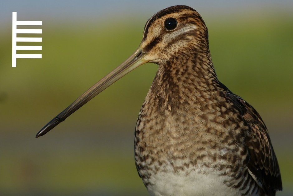 Бекас Кулик птица