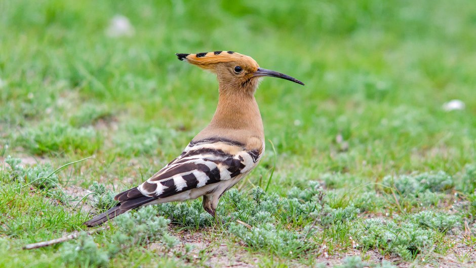 Цапля Агами