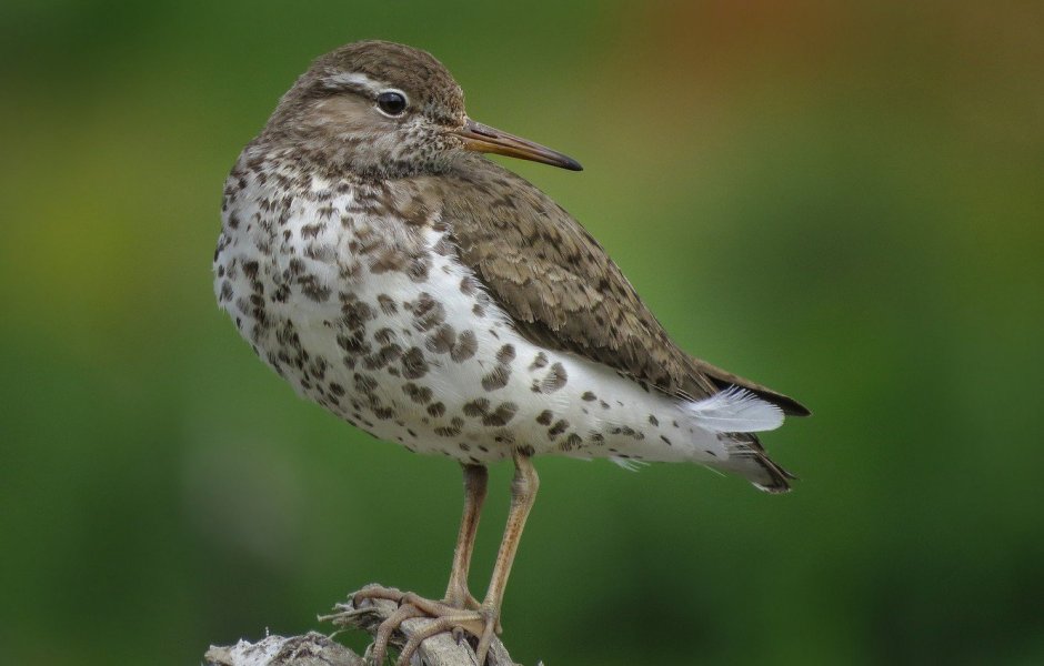 Птица с длинным тонким клювом