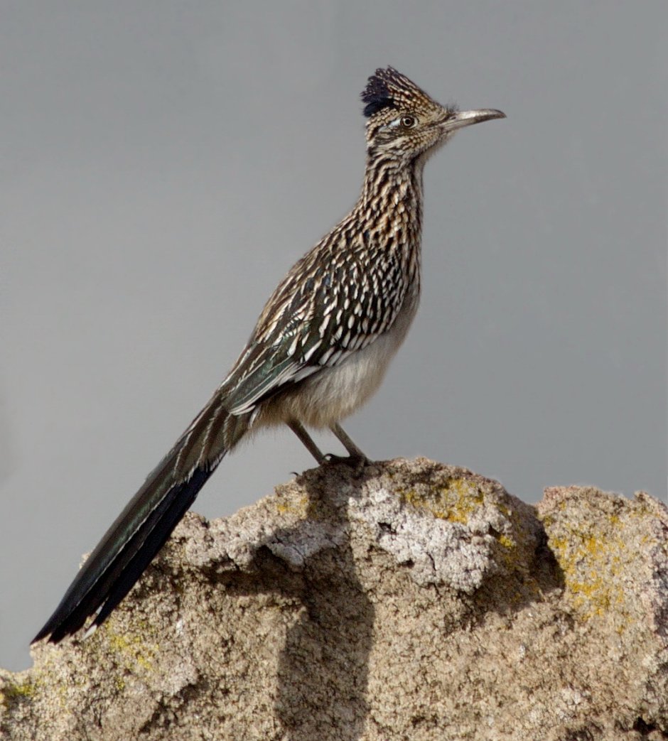 Птицы отряда воробьиных Дубонос