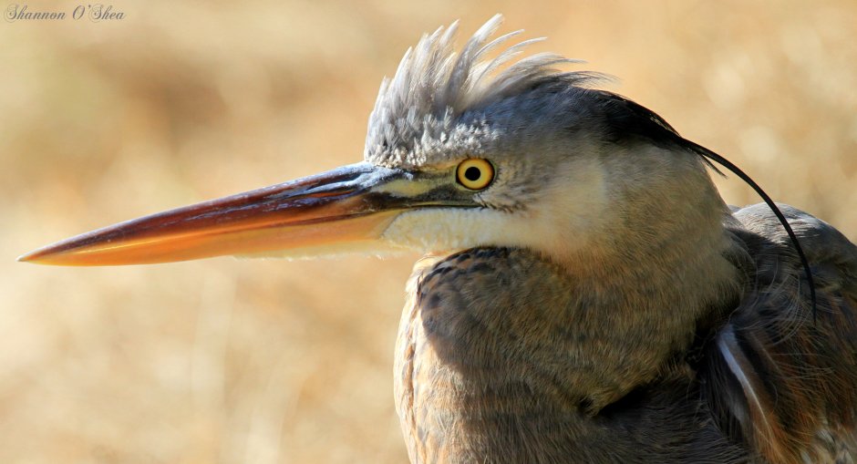 Удод коммунист