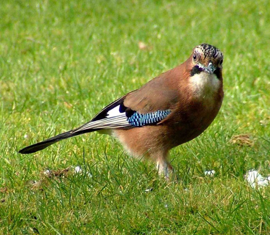 Пятнистый веретенник