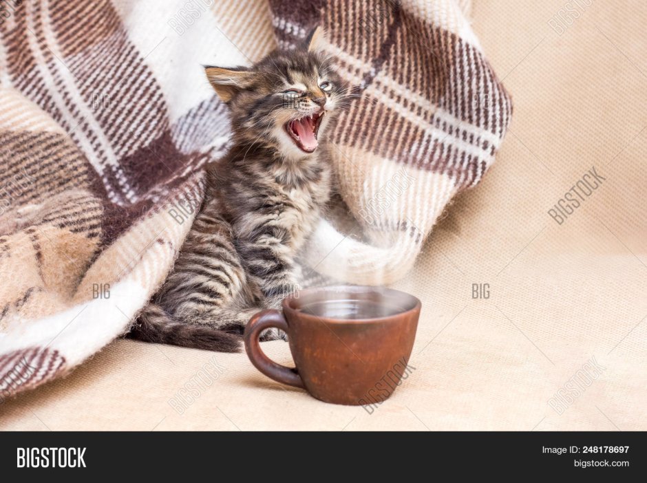 Сонный котенок с кружкой кофе