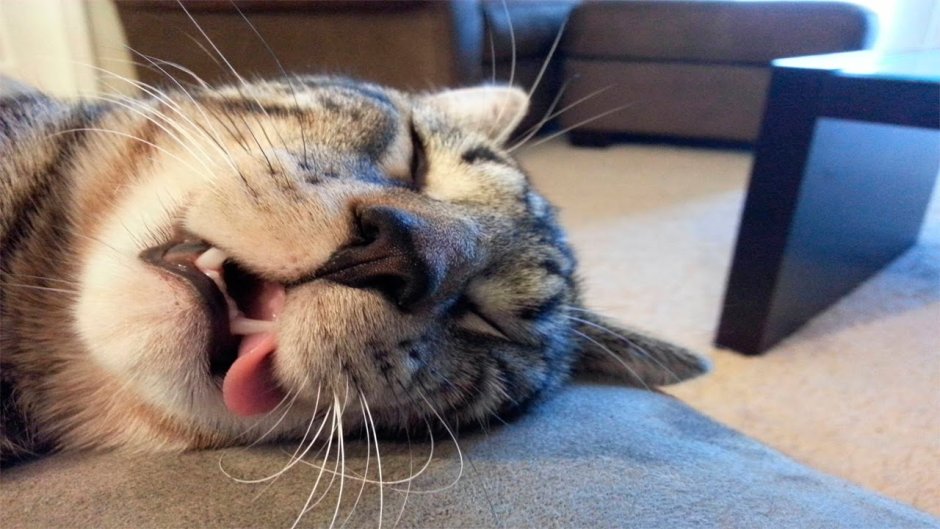 Кот с чашкой кофе