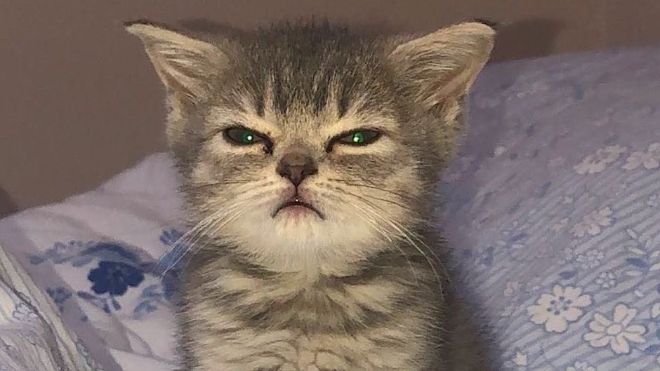 Сова с кофе