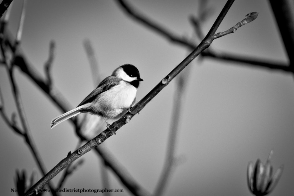 Птички Black and White
