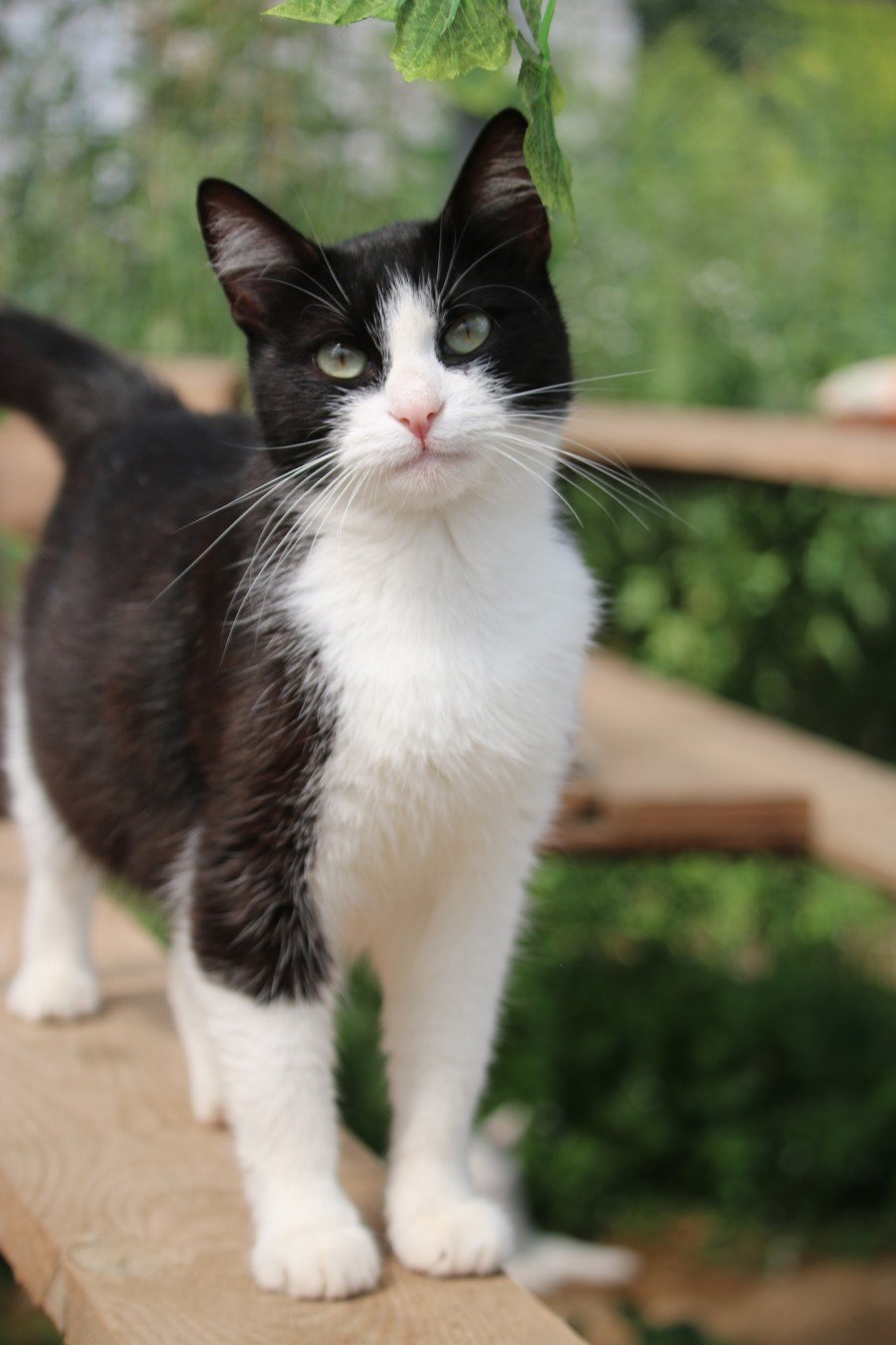 Бомбейская черная кошка