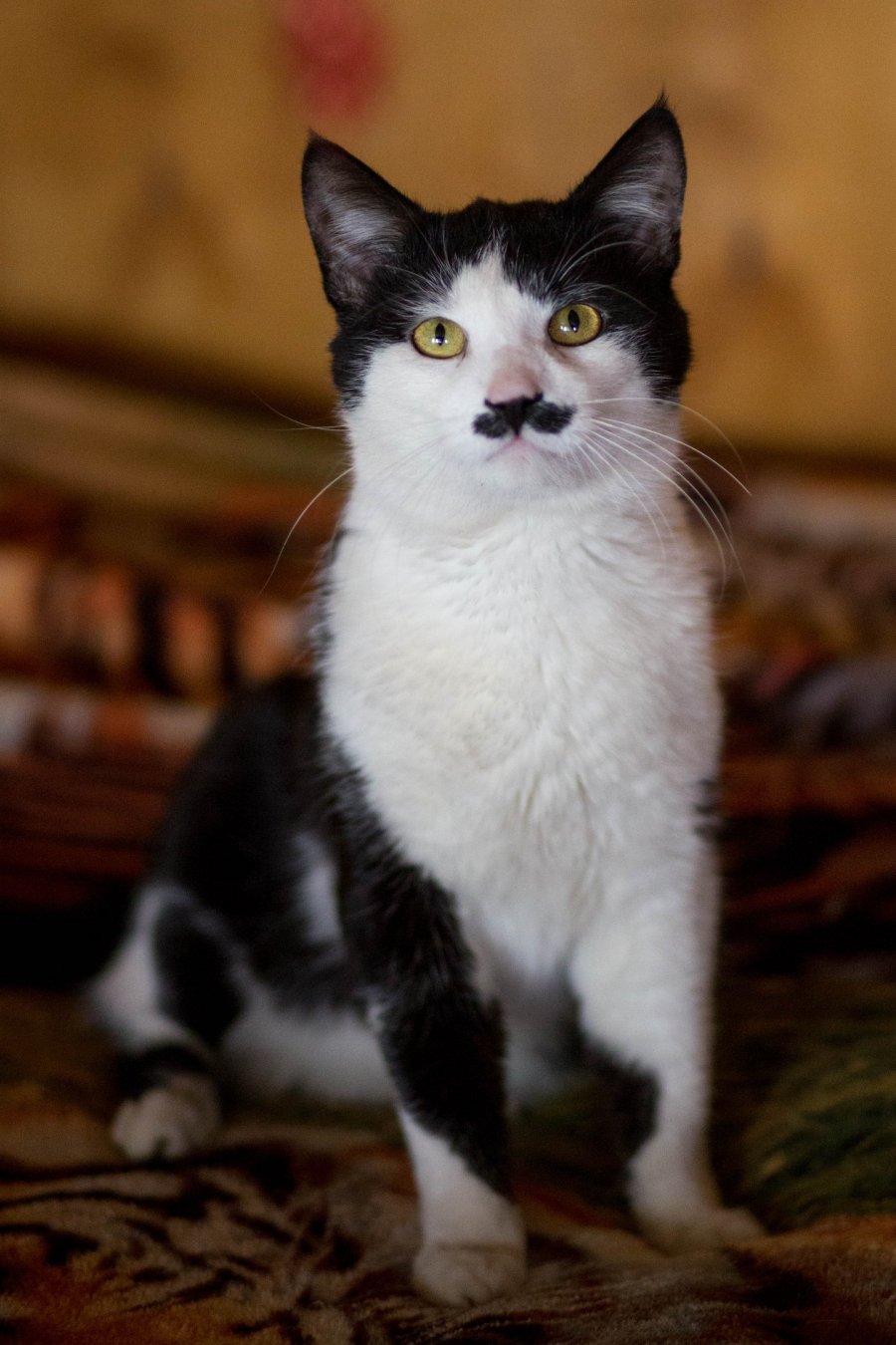 Бомбейская кошка длинношерстная