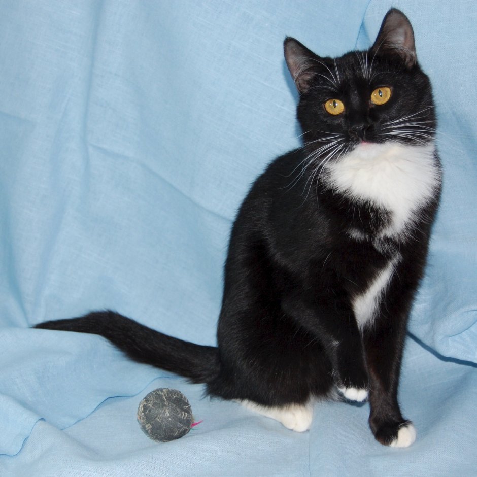 Черно белый кот гладкошерстный