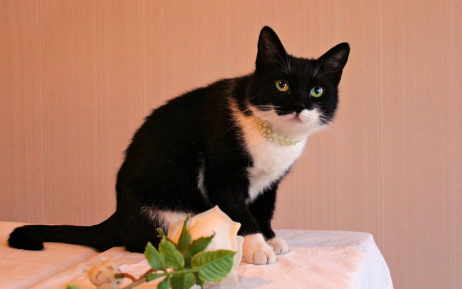 Сибирская биколор короткошерстная