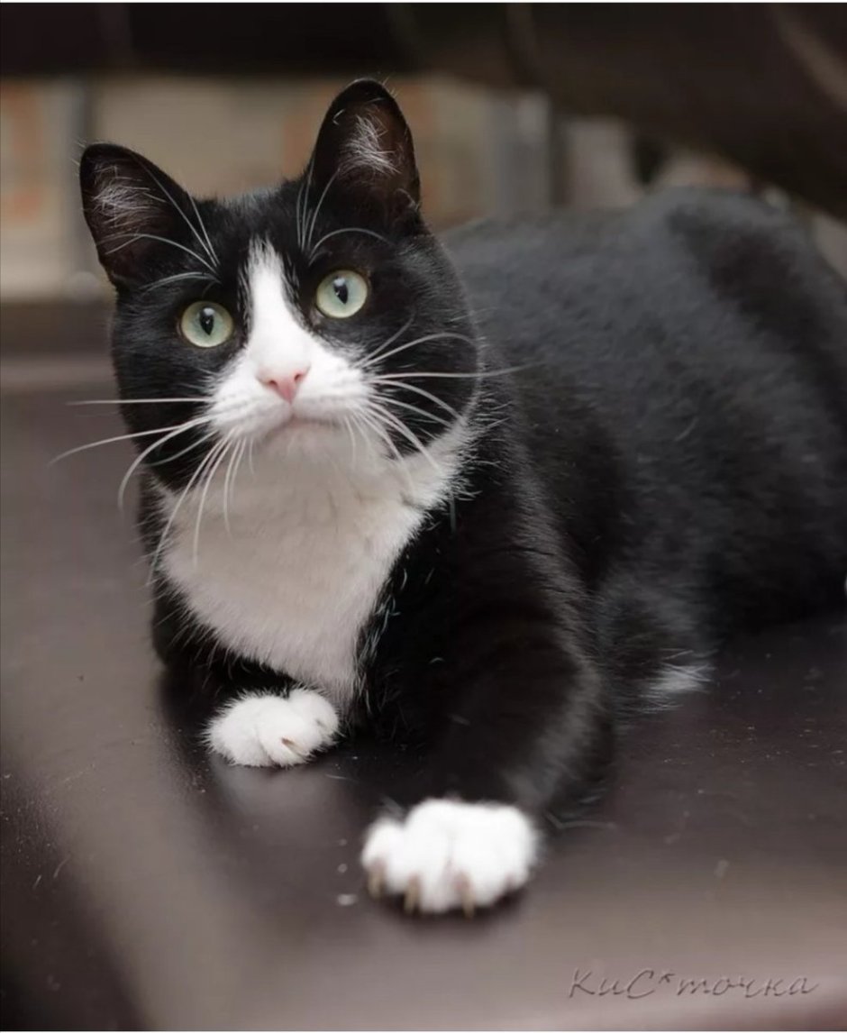 Сибирская биколор короткошерстная кошка