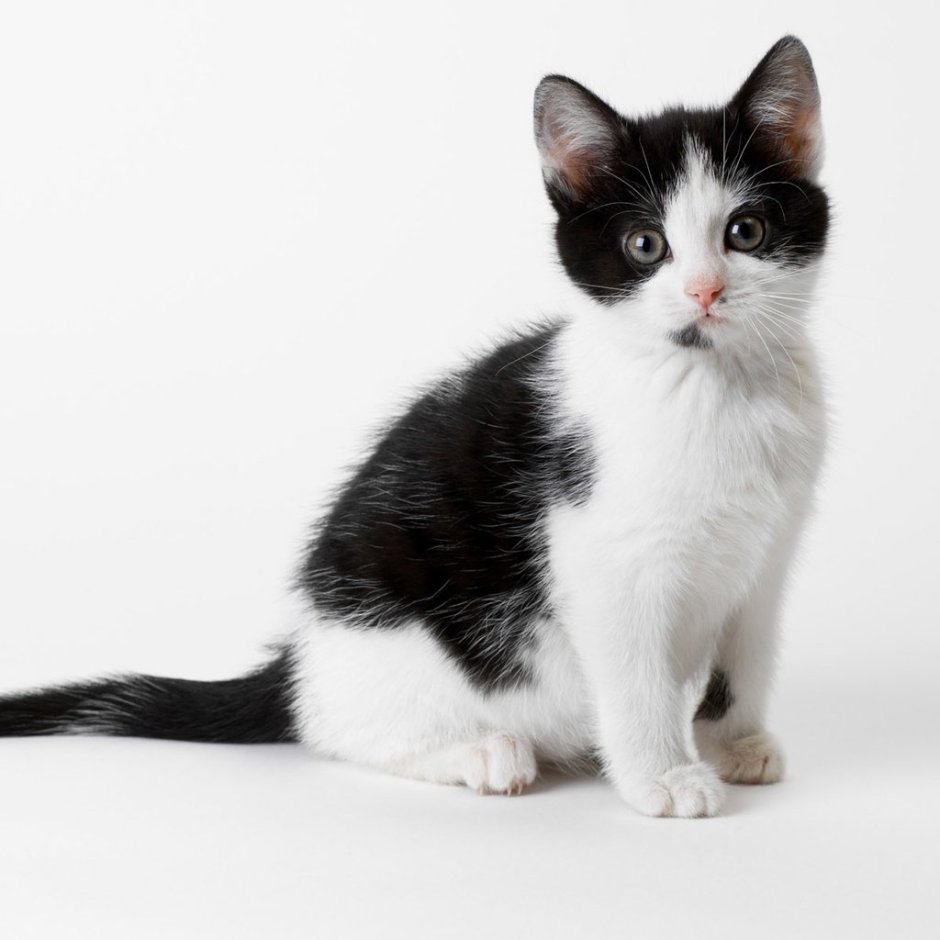 Котята черно белого окраса