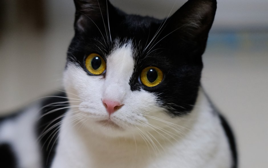 Черно белый кот