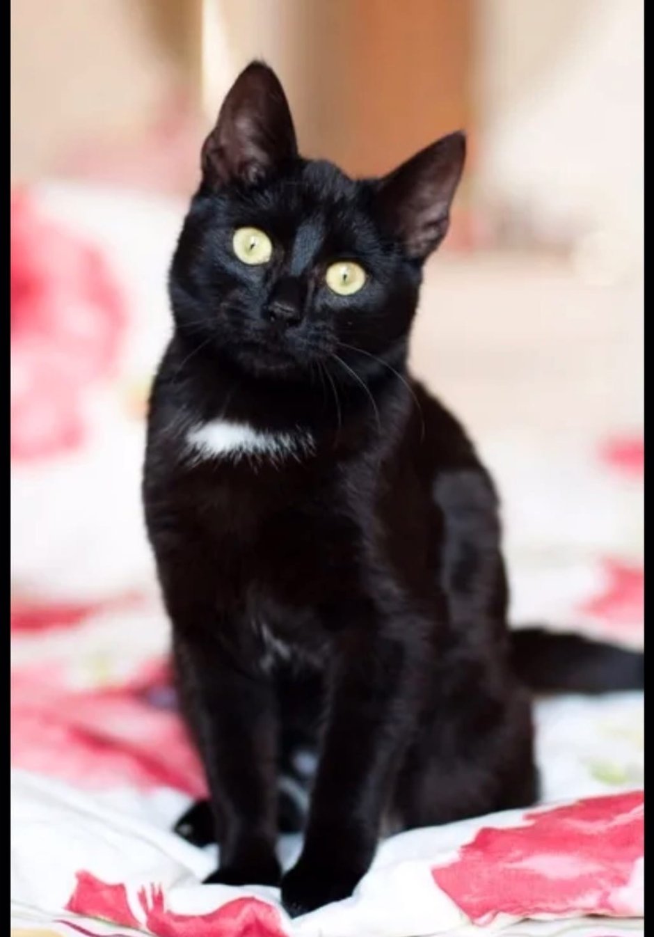 Биколор кошка