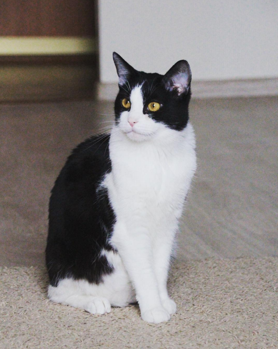 Бомбейская черная кошка