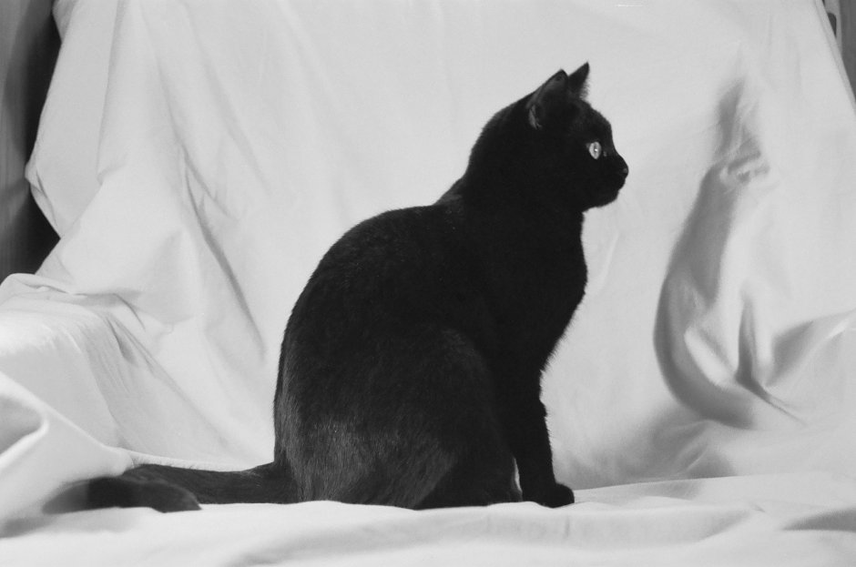 Черная кошка с желтыми глазами