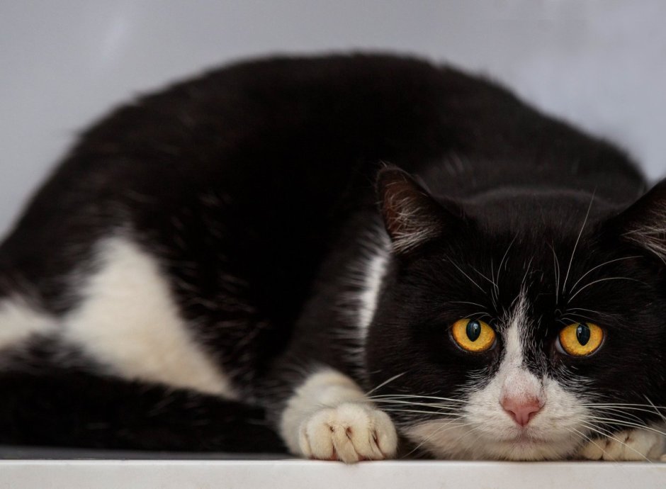 Чёрная кошка порода Бомбейская