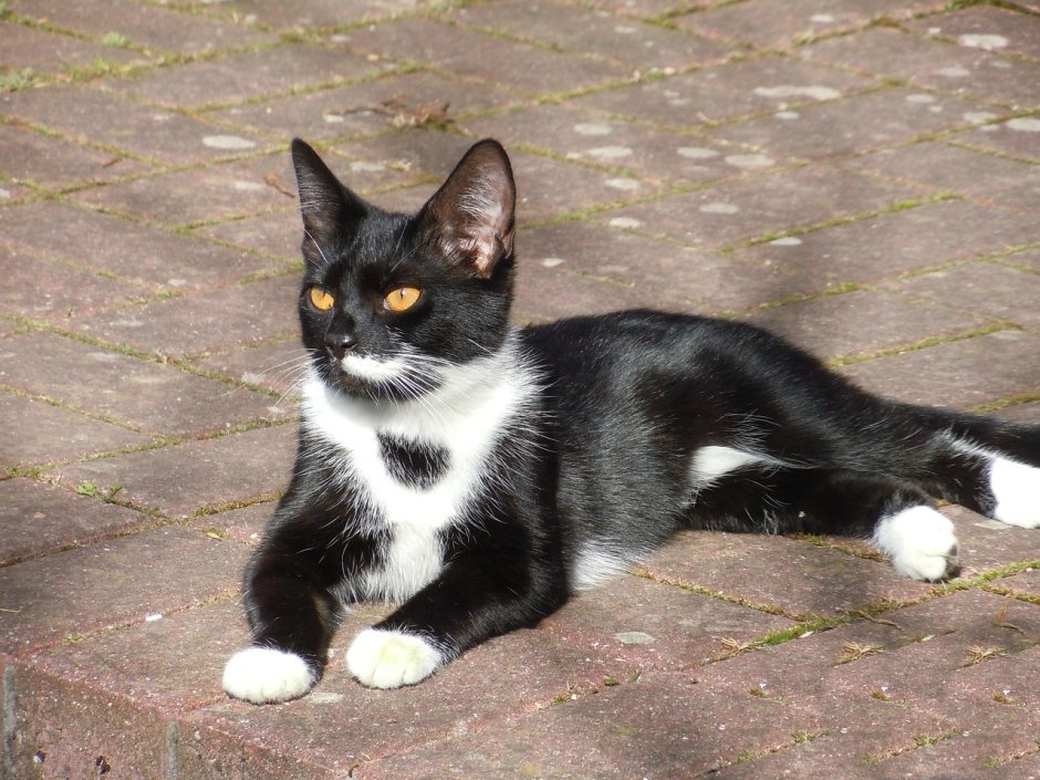 Бомбейская кошка с белыми лапками