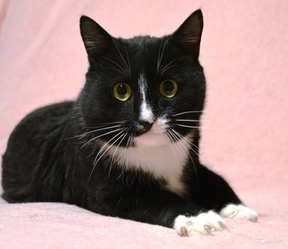Черный и белый кот