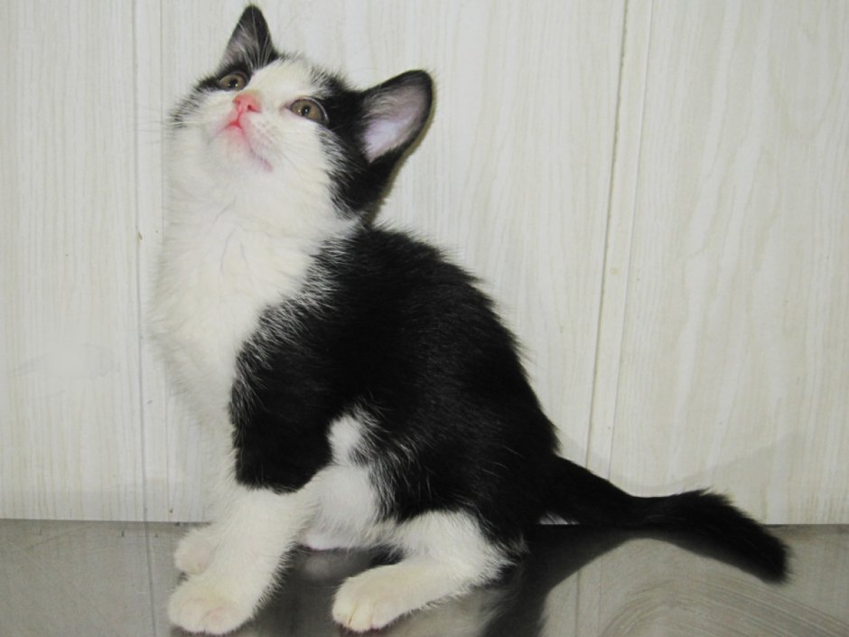 Черно белая гладкошерстная кошка