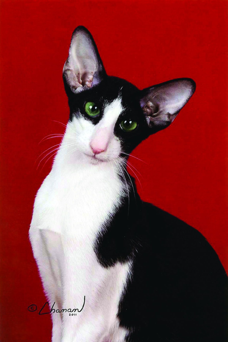 Черно белая кошка