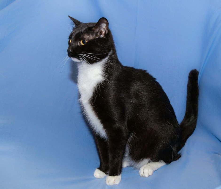 Азиатская табби мраморная