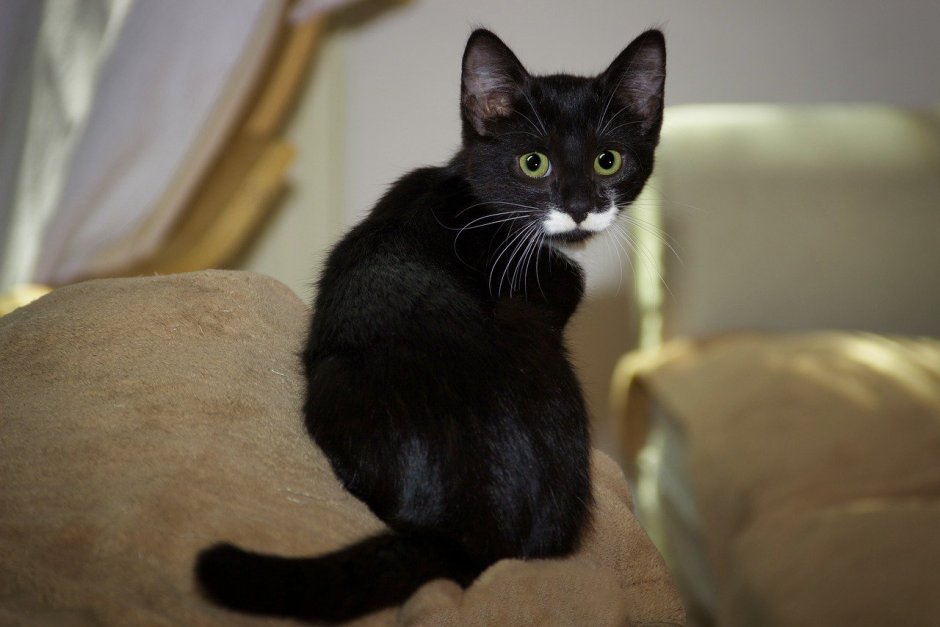 Метис бомбейской кошки