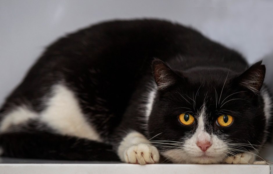 Черный котенок с белыми усами