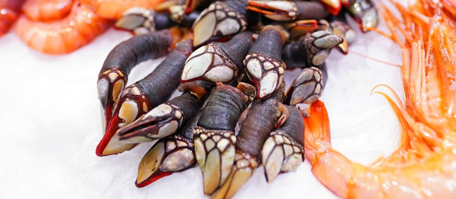 Морские уточки персебес