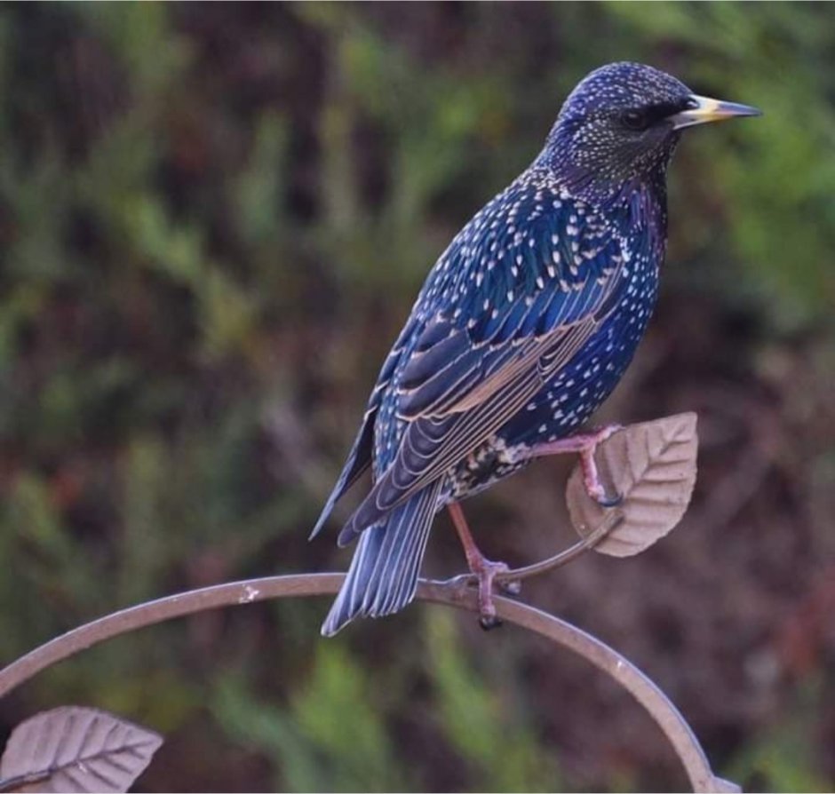 Лиловый Дрозд (Myophonus caeruleus)