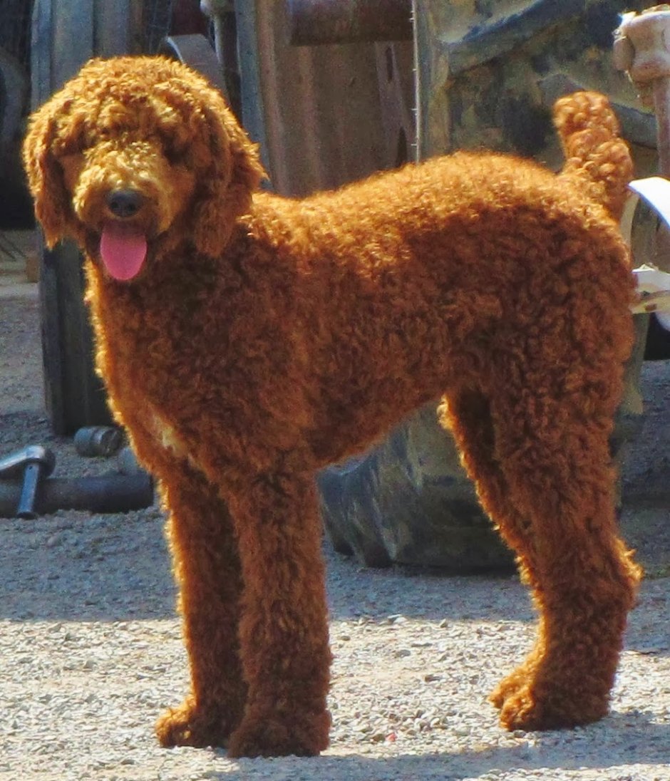 Королевский гигантский китайский пудель