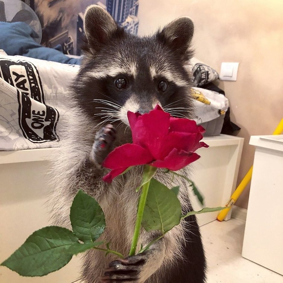 Енот полоскун домашний