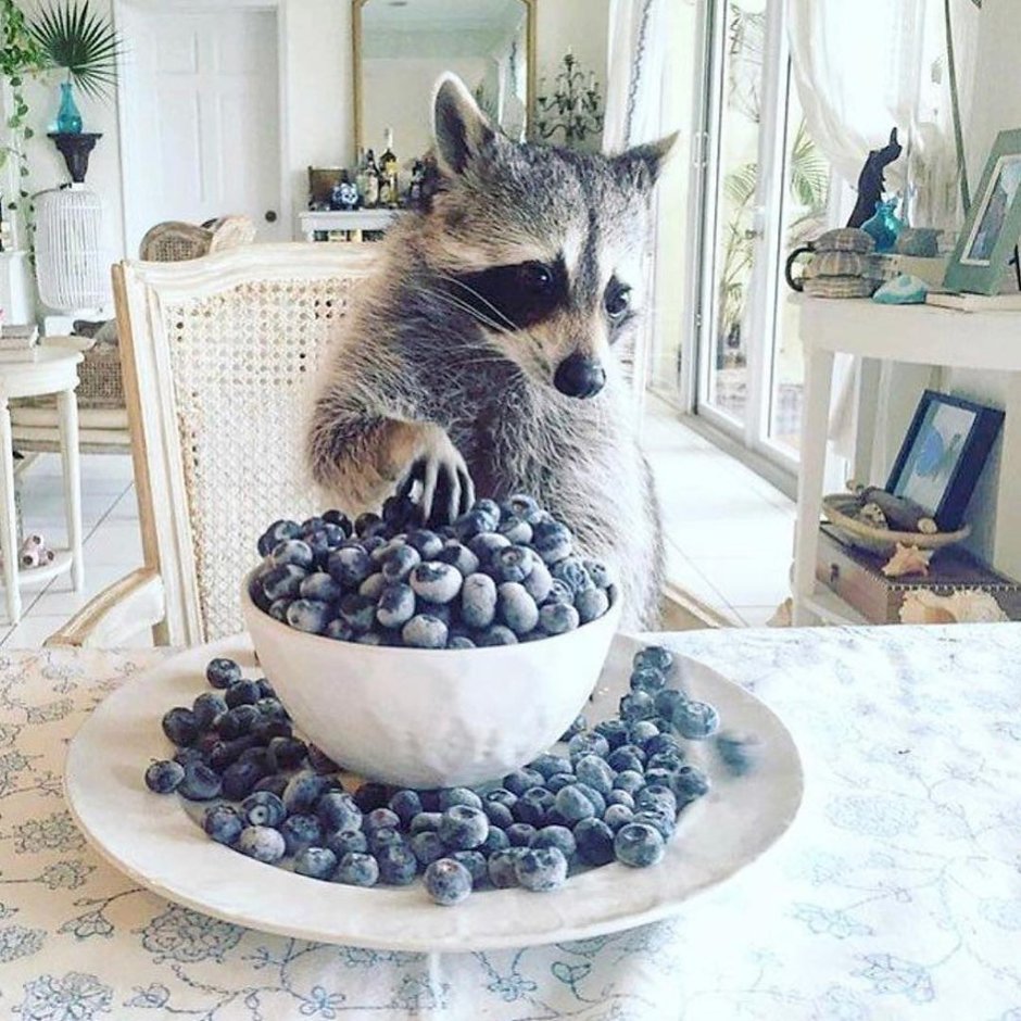 Боевой енот