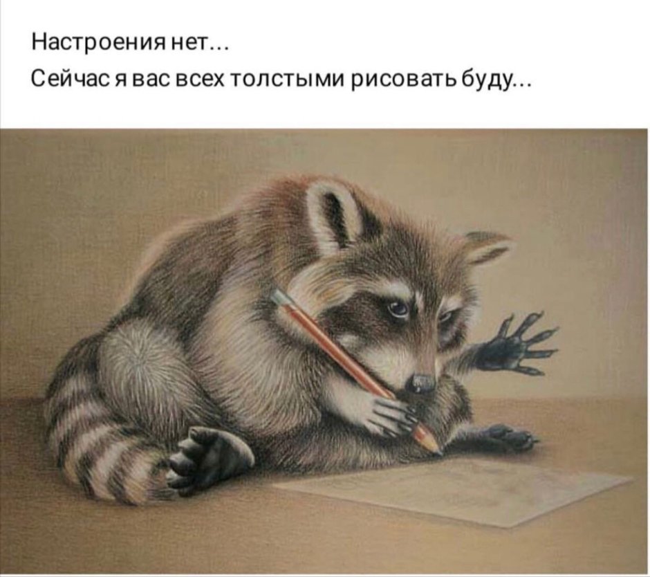 Енот милый домашний