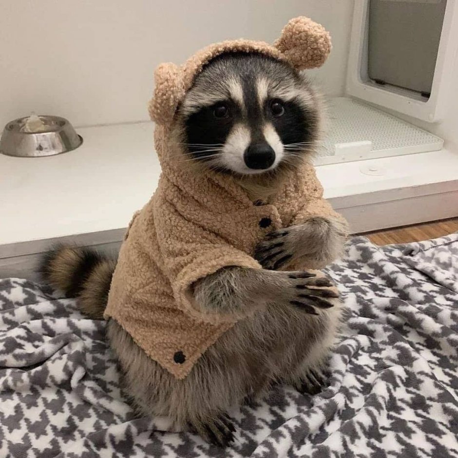 Енот с цветком