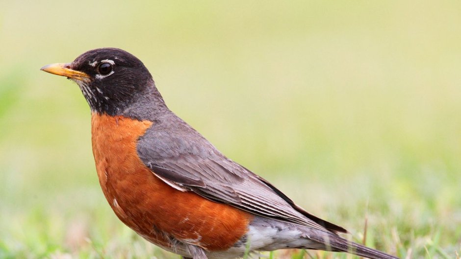 Странствующий Дрозд (turdus migratorius)