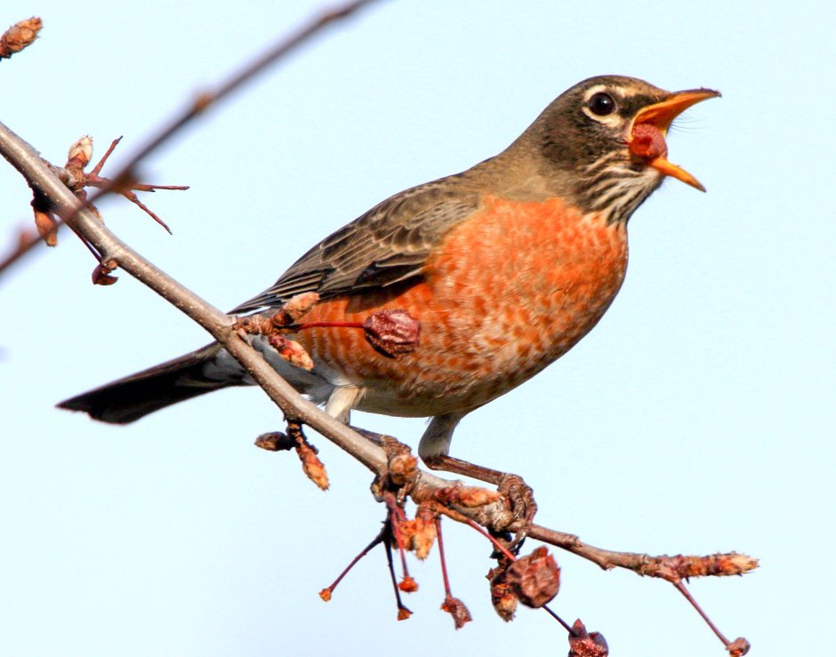 Странствующий Дрозд (turdus migratorius)