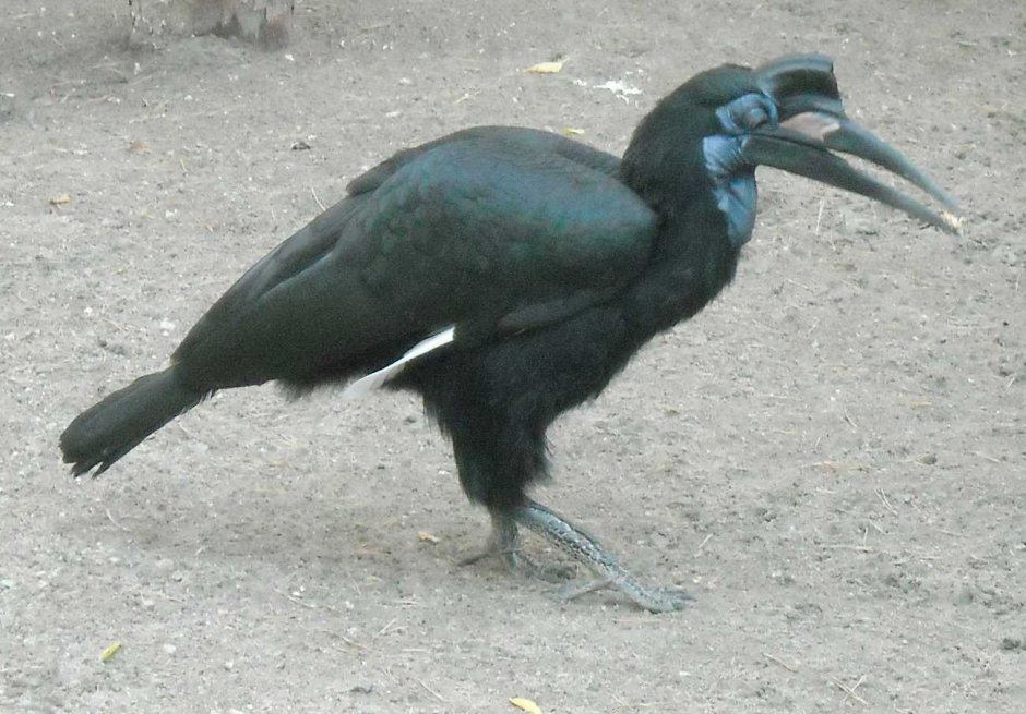 Bucorvus leadbeateri