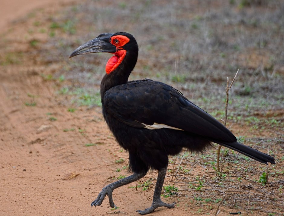 Bucorvus abyssinicus